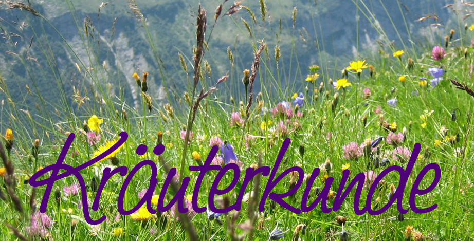 kräuterkunde